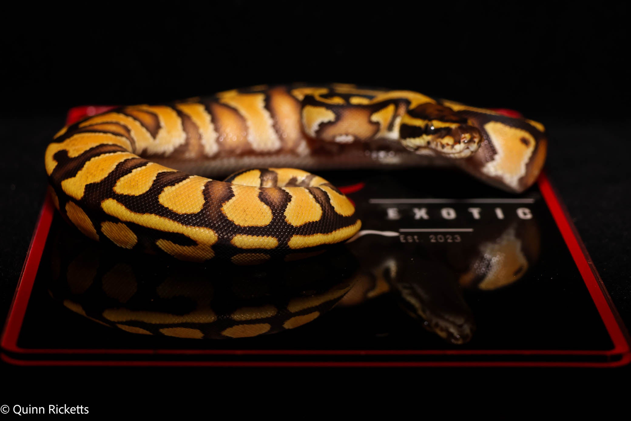 Bang Enchi Hurricane Dbl Het Clown, Piebald
