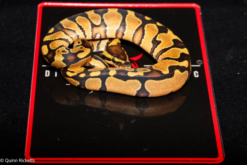 Bang Enchi Orange Dream Hurricane Dbl Het Clown, Piebald