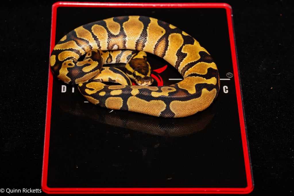Bang Enchi Orange Dream Hurricane Dbl Het Clown, Piebald