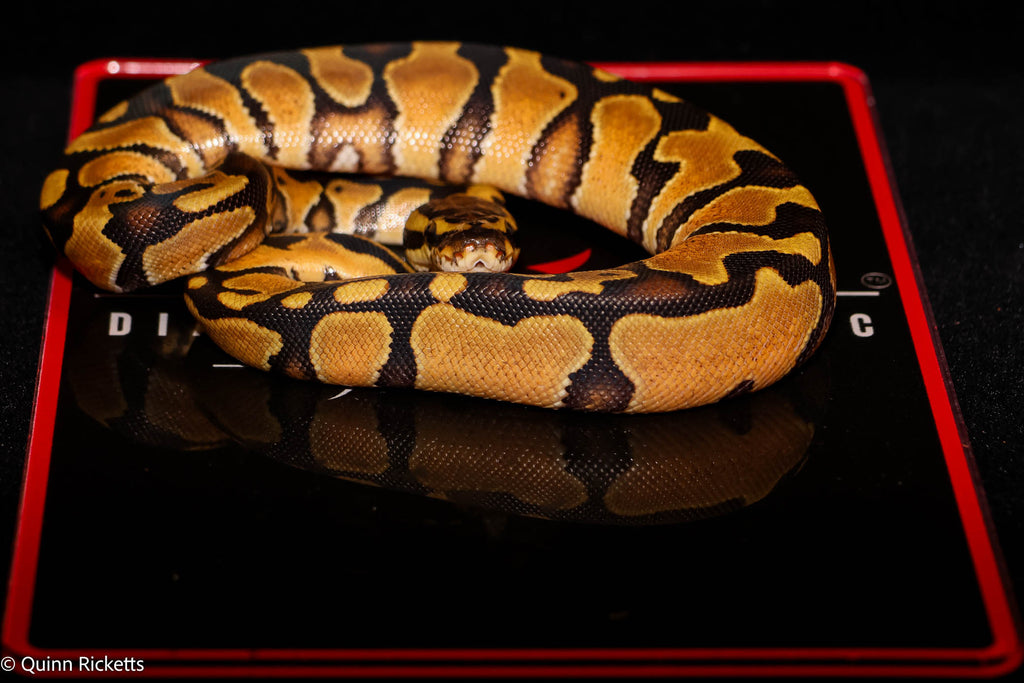 Bang Enchi Orange Dream Hurricane Dbl Het Clown, Piebald