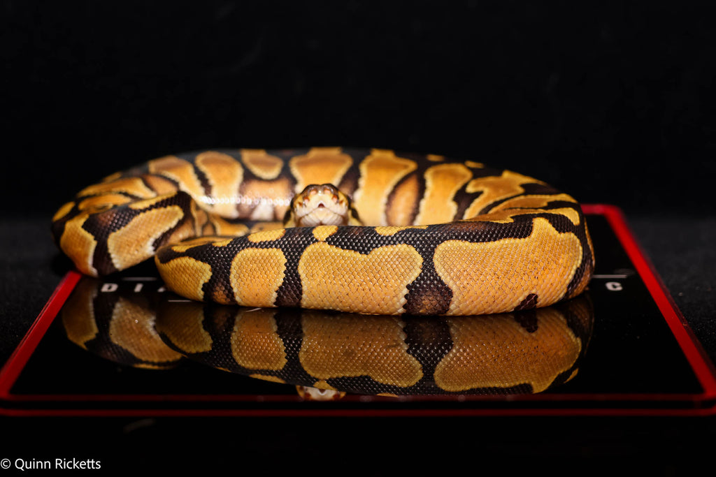 Bang Enchi Orange Dream Hurricane Dbl Het Clown, Piebald