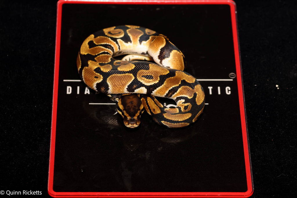 Orange Dream Leopard Triple Het Clown, Desert Ghost, Piebald Ball Python