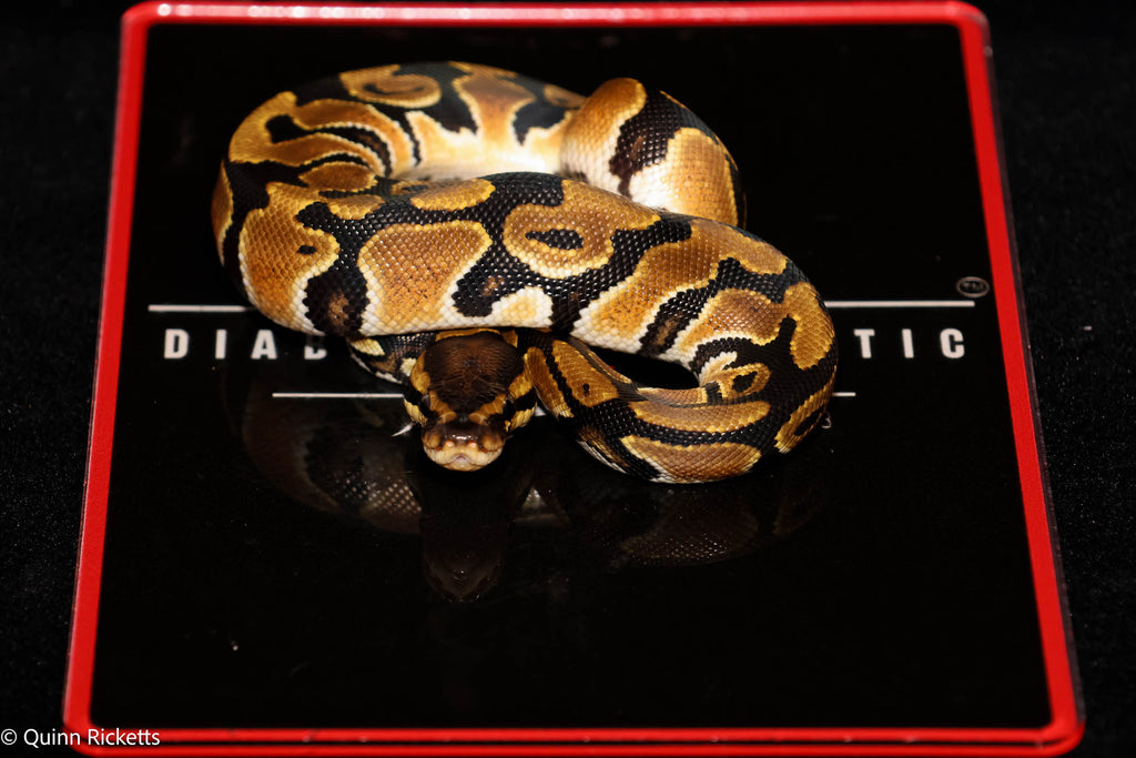 Orange Dream Leopard Triple Het Clown, Desert Ghost, Piebald Ball Python