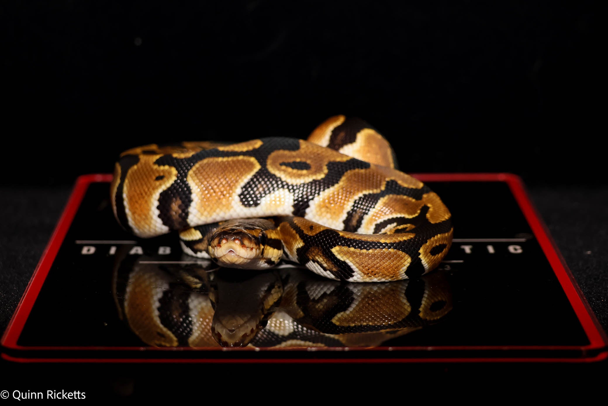Orange Dream Leopard Triple Het Clown, Desert Ghost, Piebald Ball Python