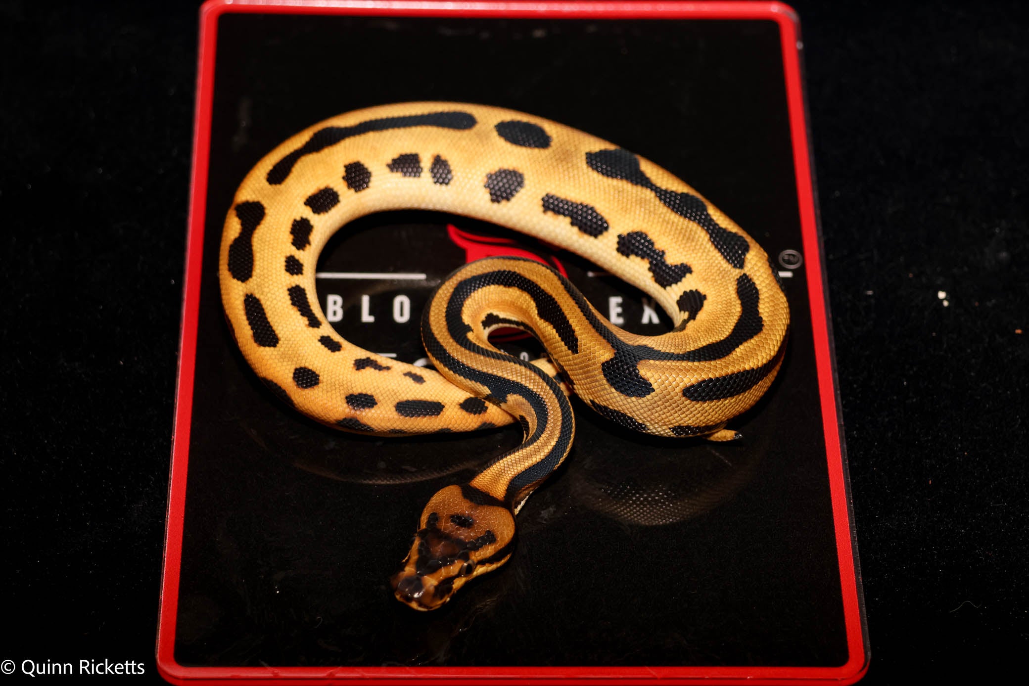 Super Orange Dream Leopard Triple Het Clown, Desert Ghost, Piebald