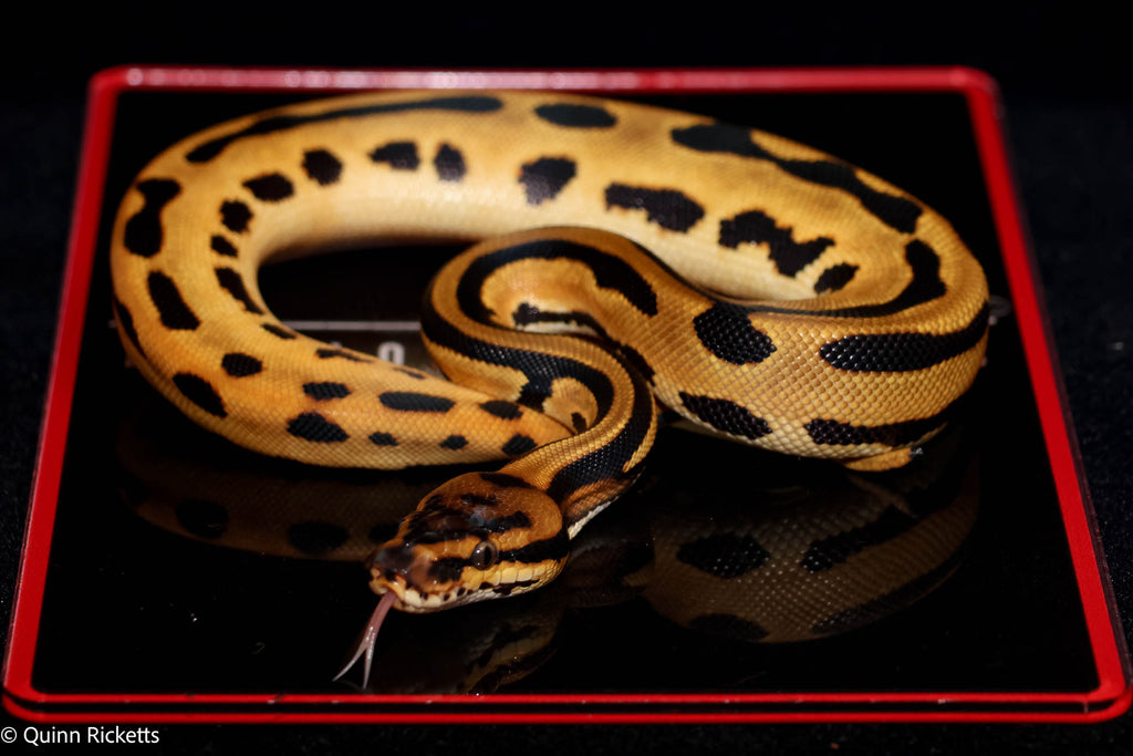 Super Orange Dream Leopard Triple Het Clown, Desert Ghost, Piebald