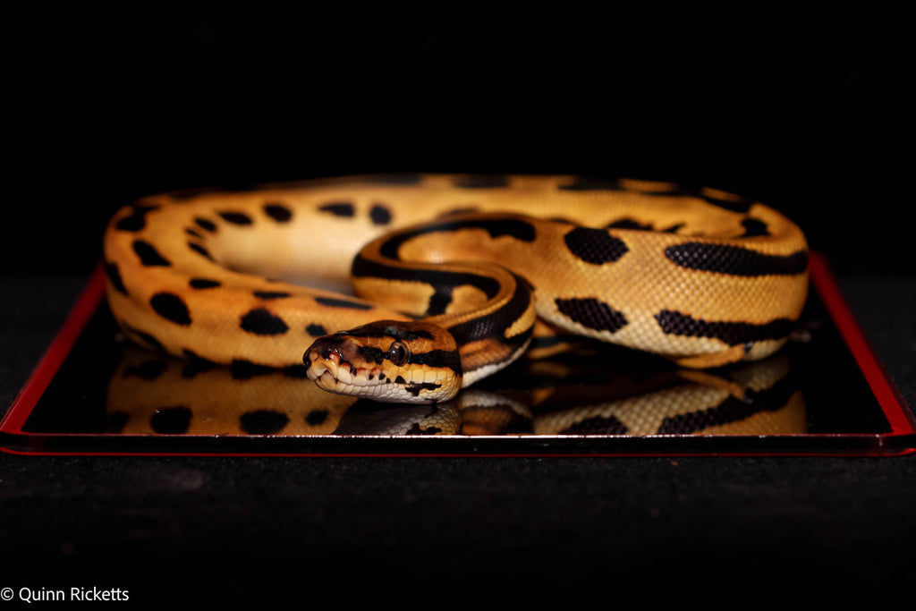 Super Orange Dream Leopard Triple Het Clown, Desert Ghost, Piebald