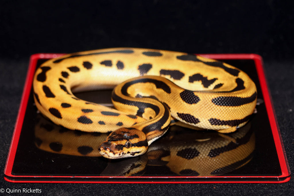 Super Orange Dream Leopard Triple Het Clown, Desert Ghost, Piebald