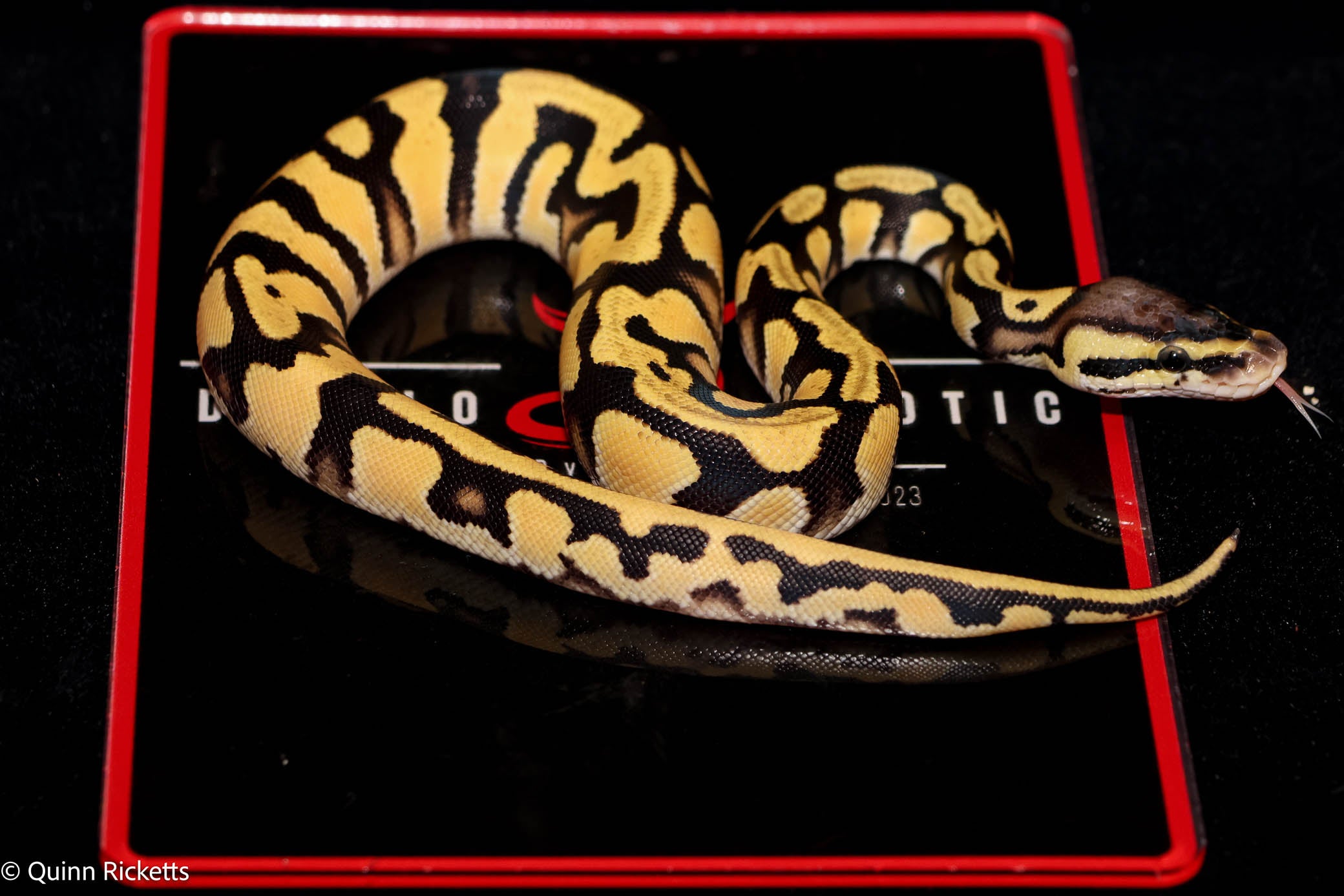 Super Orange Dream Pastel Triple Het Clown, Desert Ghost, Piebald