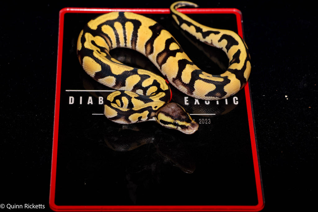 Super Orange Dream Pastel Triple Het Clown, Desert Ghost, Piebald