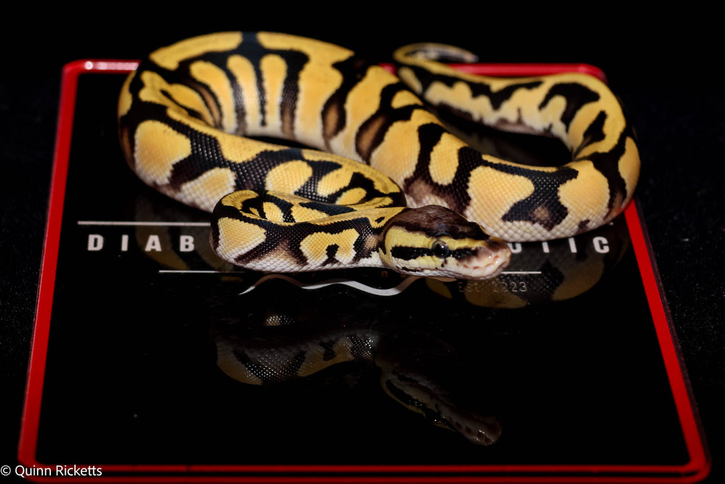 Super Orange Dream Pastel Triple Het Clown, Desert Ghost, Piebald
