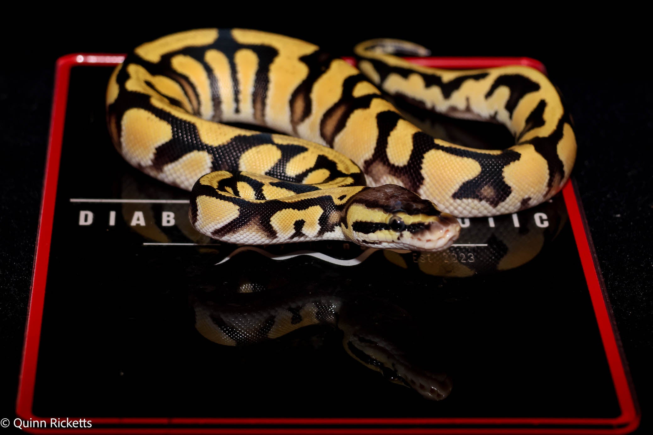 Super Orange Dream Pastel Triple Het Clown, Desert Ghost, Piebald