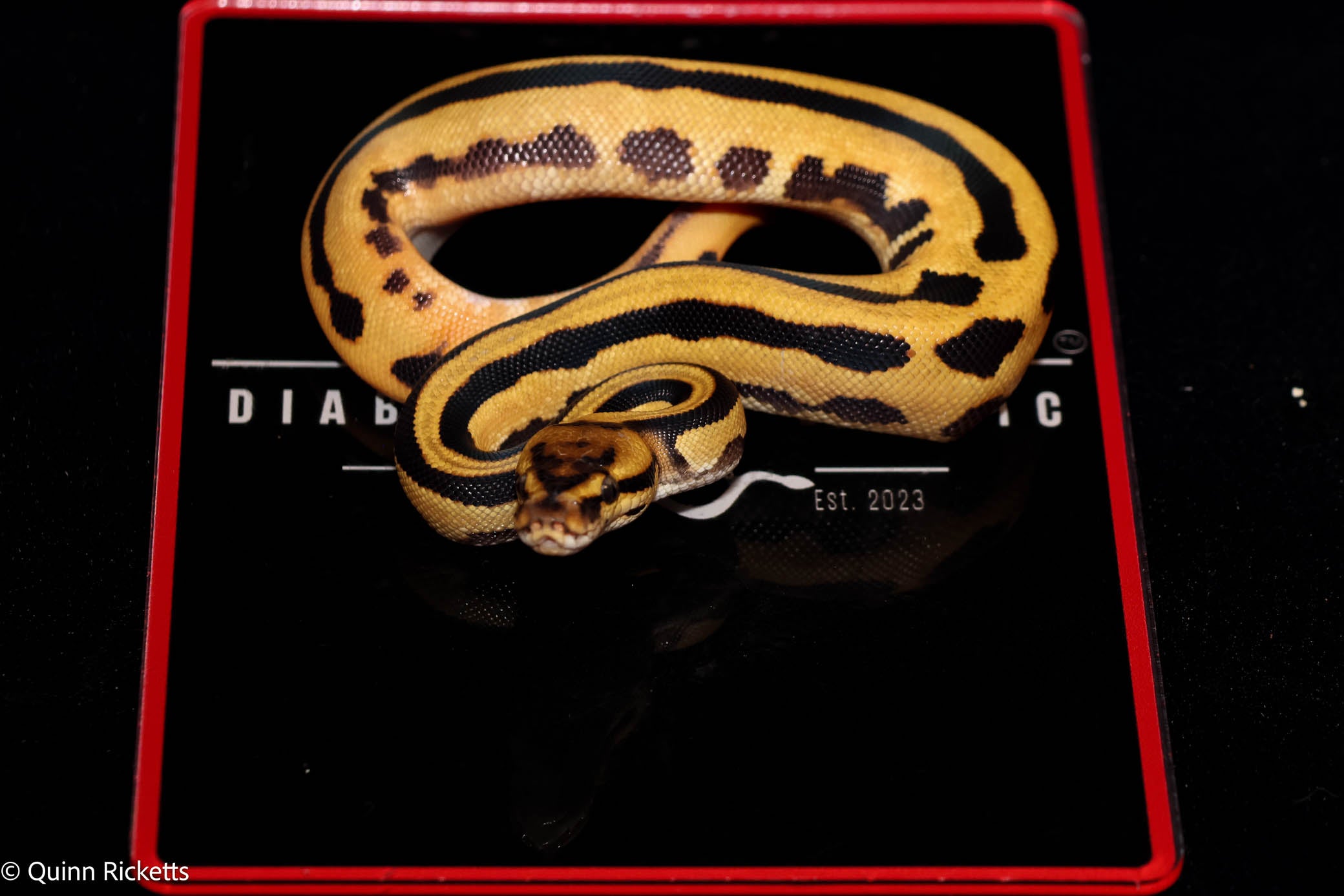 Leopard Fire Super Orange Dream Triple Het Clown, Desert Ghost, Piebald