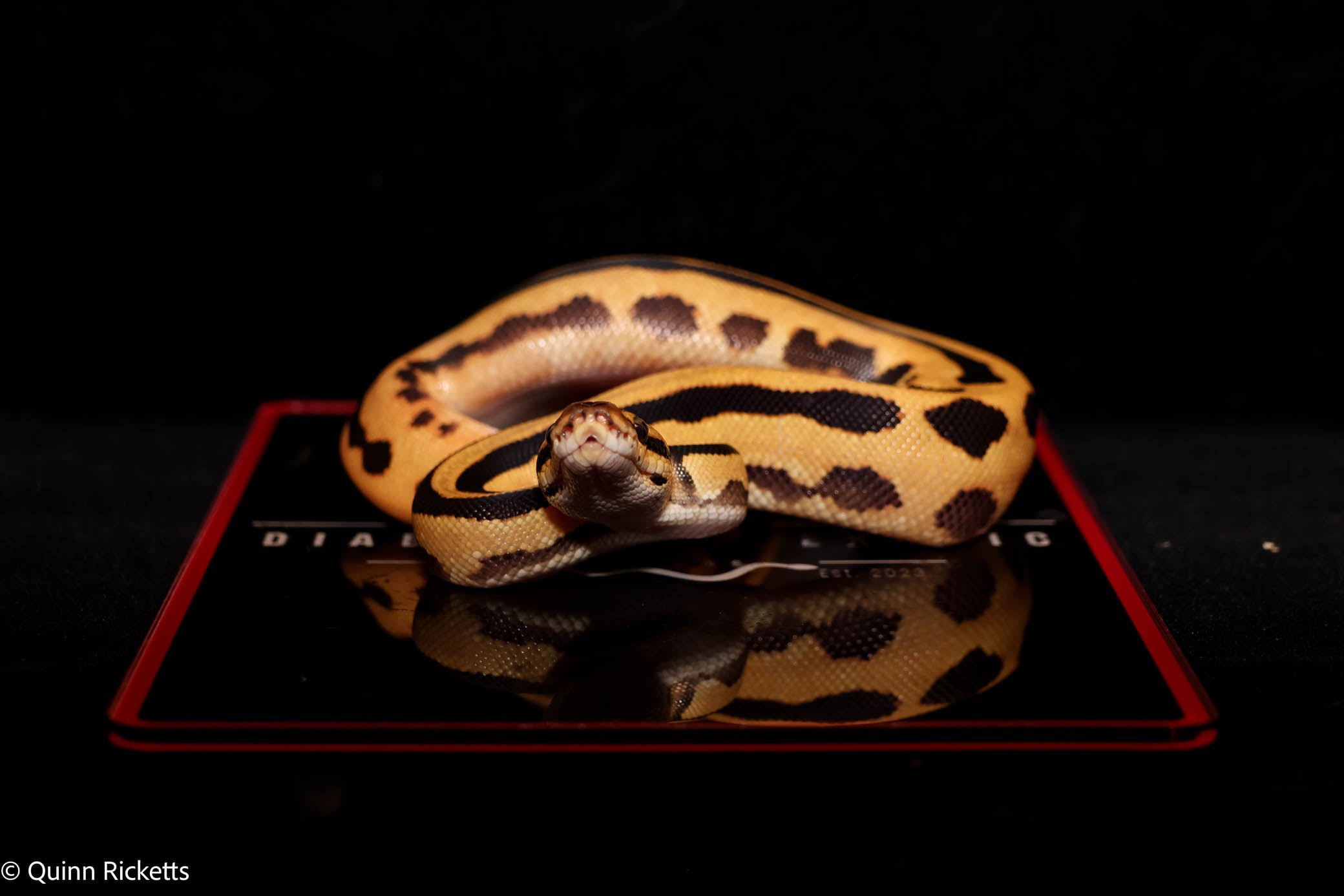 Leopard Fire Super Orange Dream Triple Het Clown, Desert Ghost, Piebald