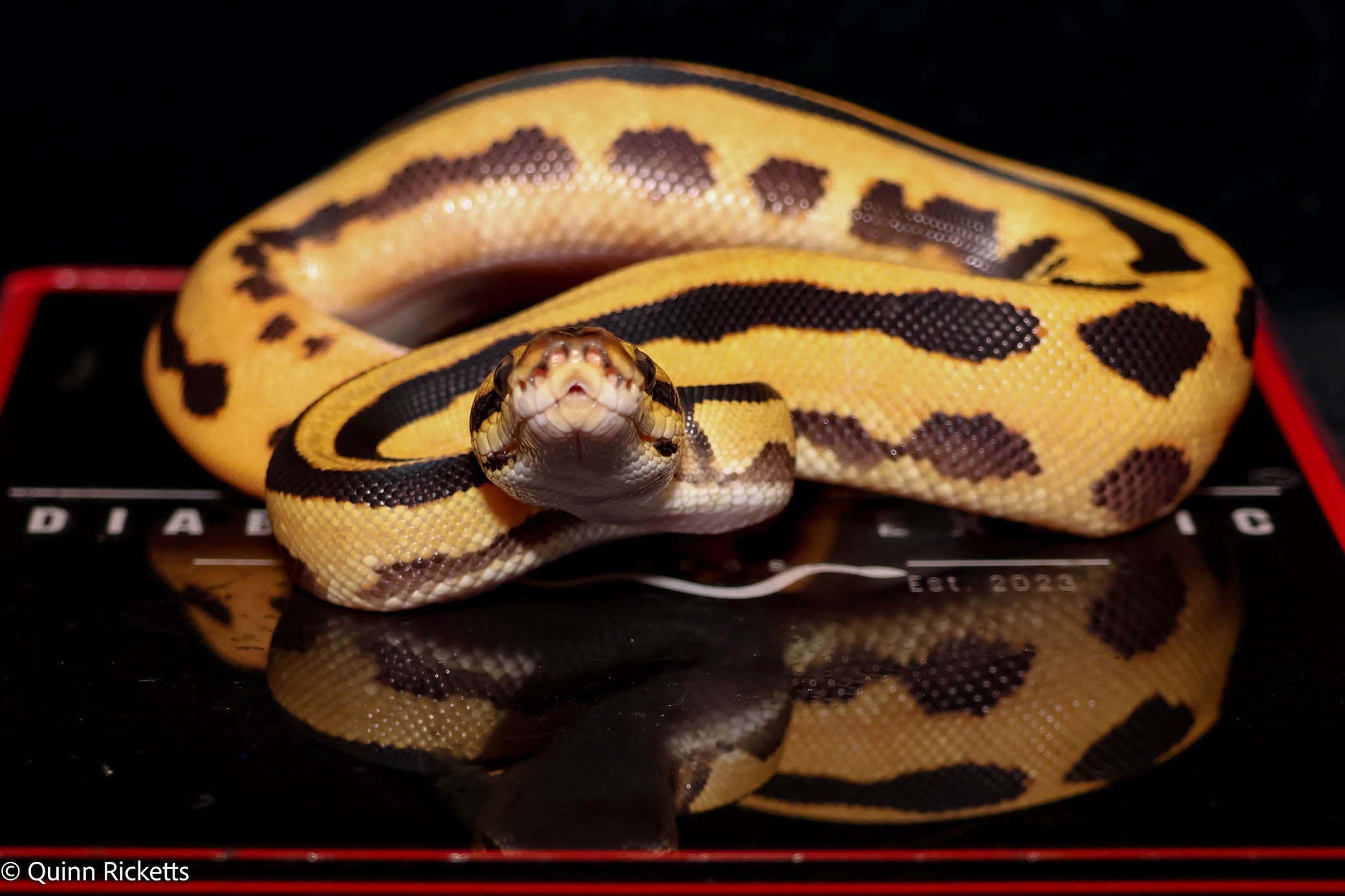 Leopard Fire Super Orange Dream Triple Het Clown, Desert Ghost, Piebald