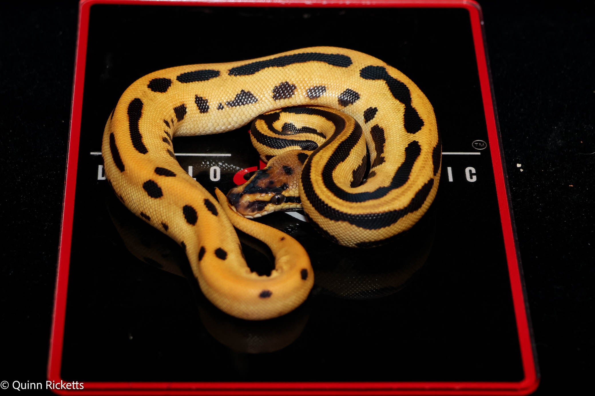 Fire Leopard Super Orange Dream Triple Het Clown, Desert Ghost, Piebald
