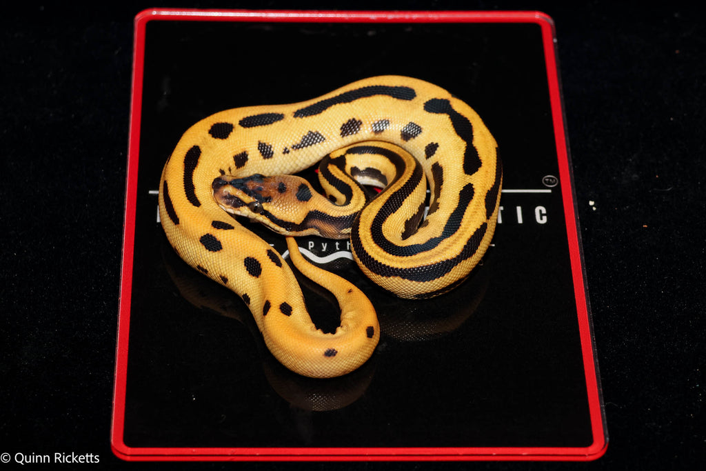 Fire Leopard Super Orange Dream Triple Het Clown, Desert Ghost, Piebald