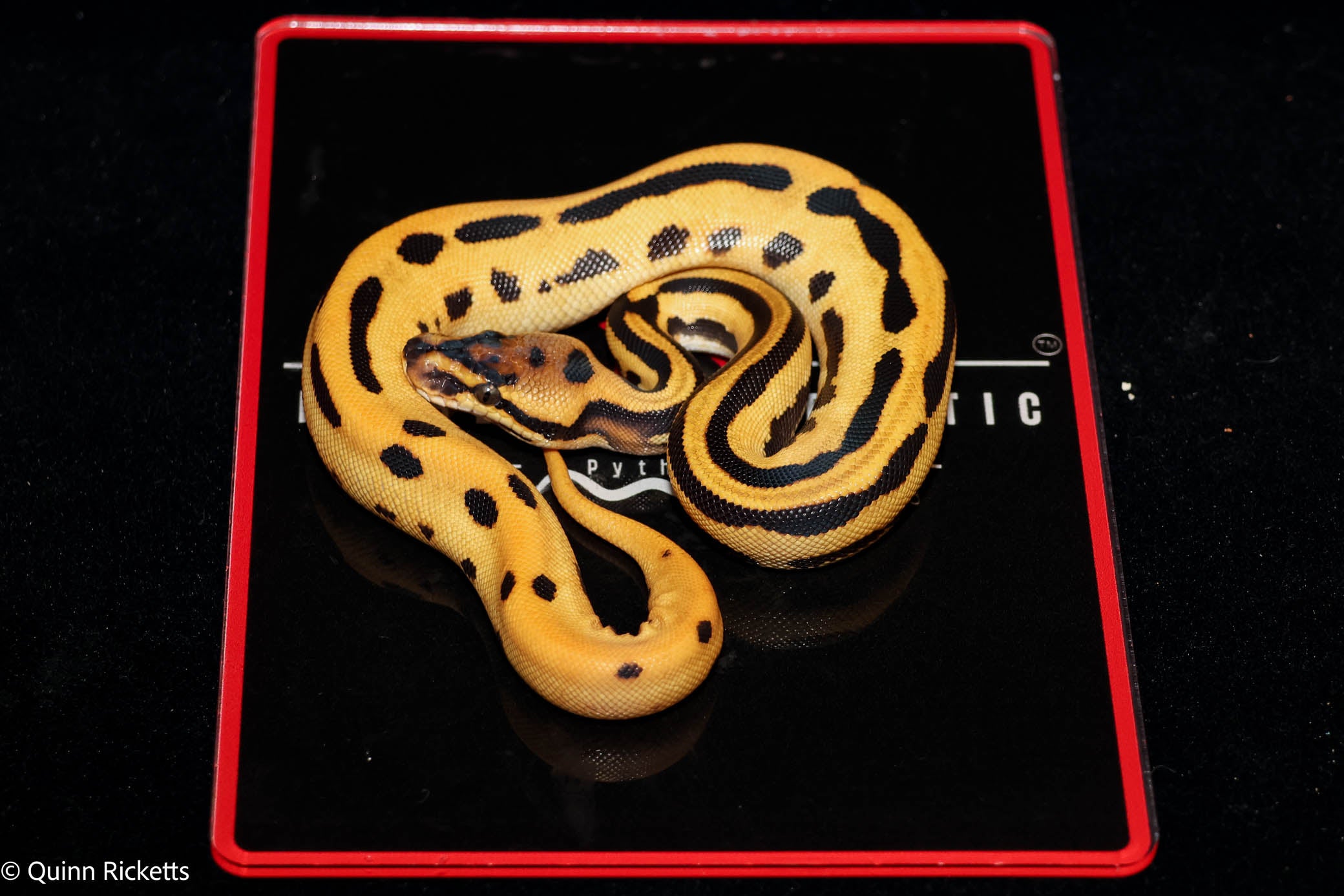 Fire Leopard Super Orange Dream Triple Het Clown, Desert Ghost, Piebald