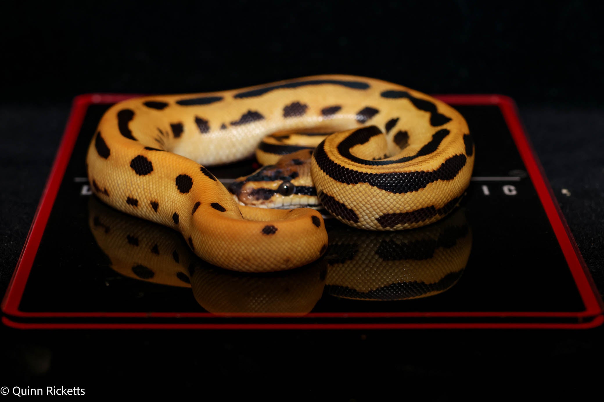 Fire Leopard Super Orange Dream Triple Het Clown, Desert Ghost, Piebald