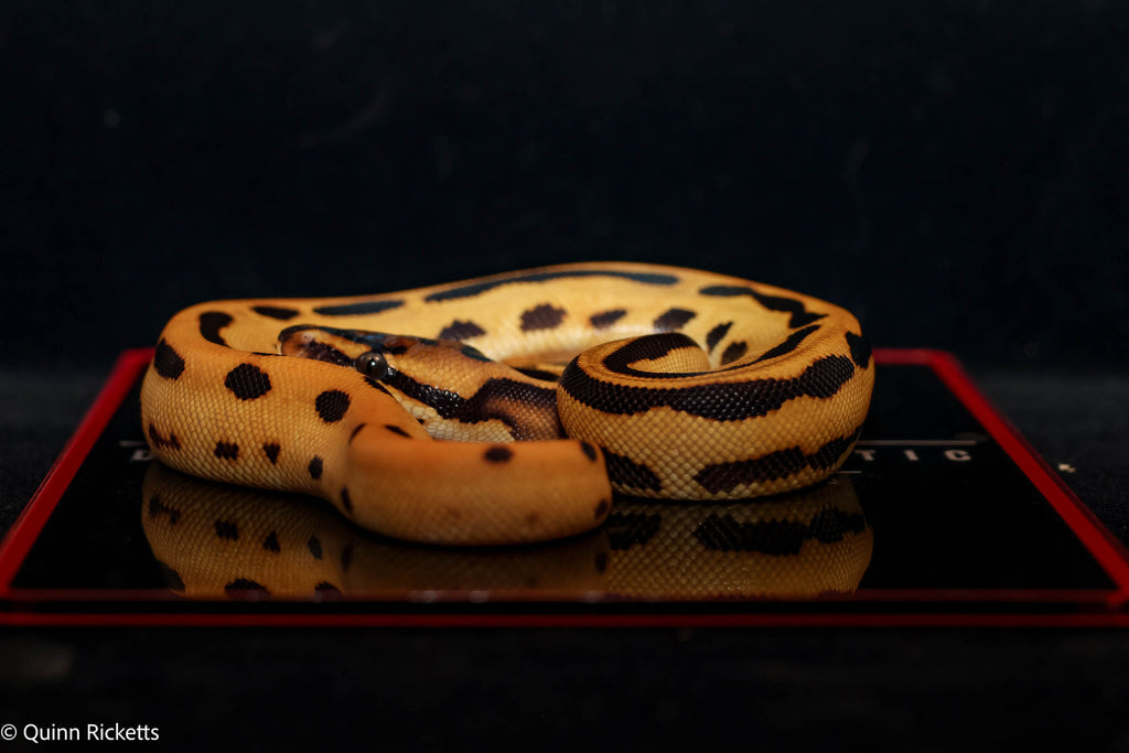 Fire Leopard Super Orange Dream Triple Het Clown, Desert Ghost, Piebald