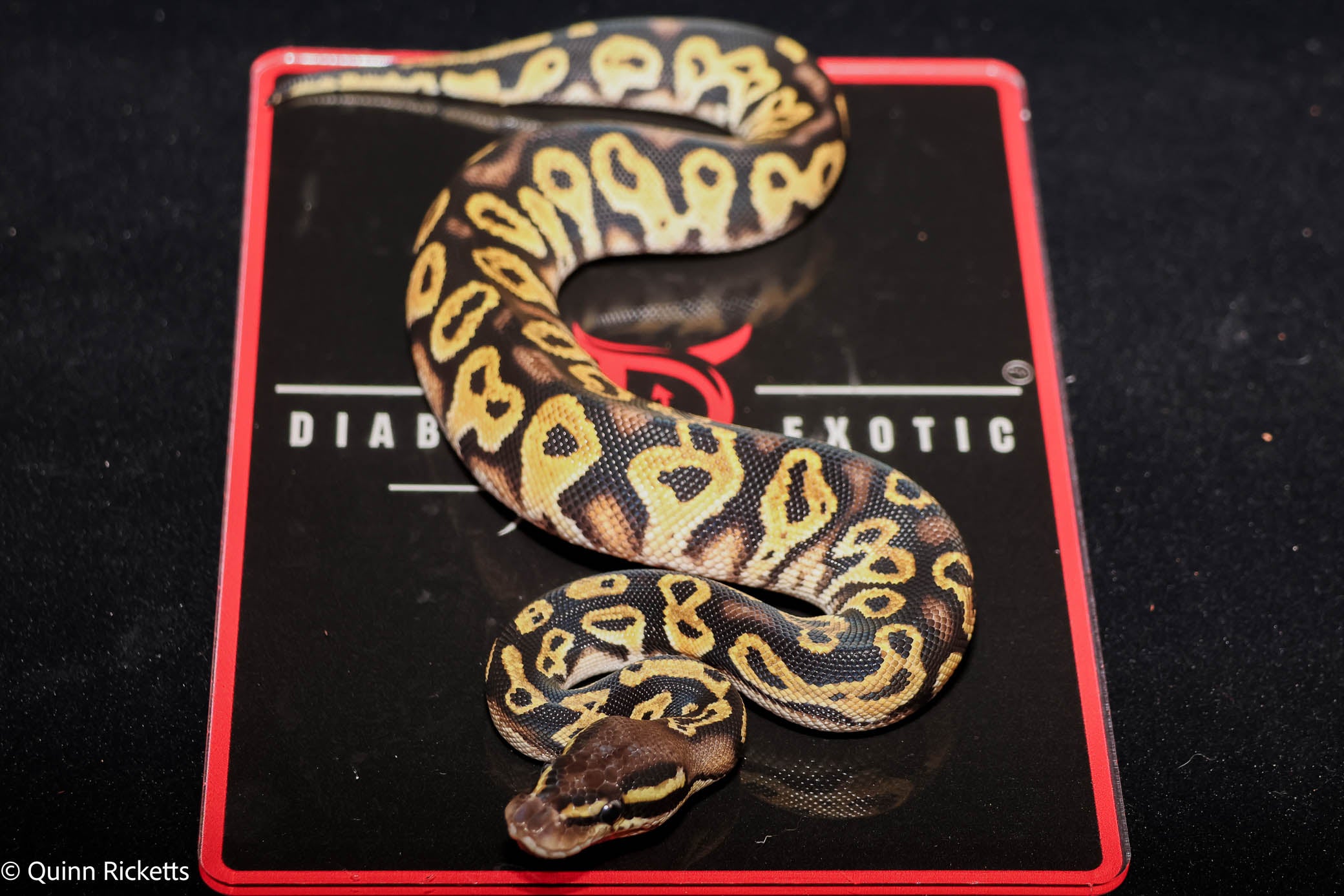 Bang Orange Dream YB Black Head Fire Pastel Het Clown