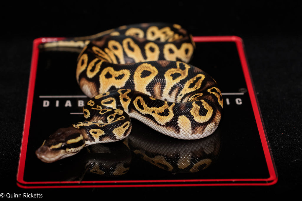 Bang Orange Dream YB Black Head Fire Pastel Het Clown