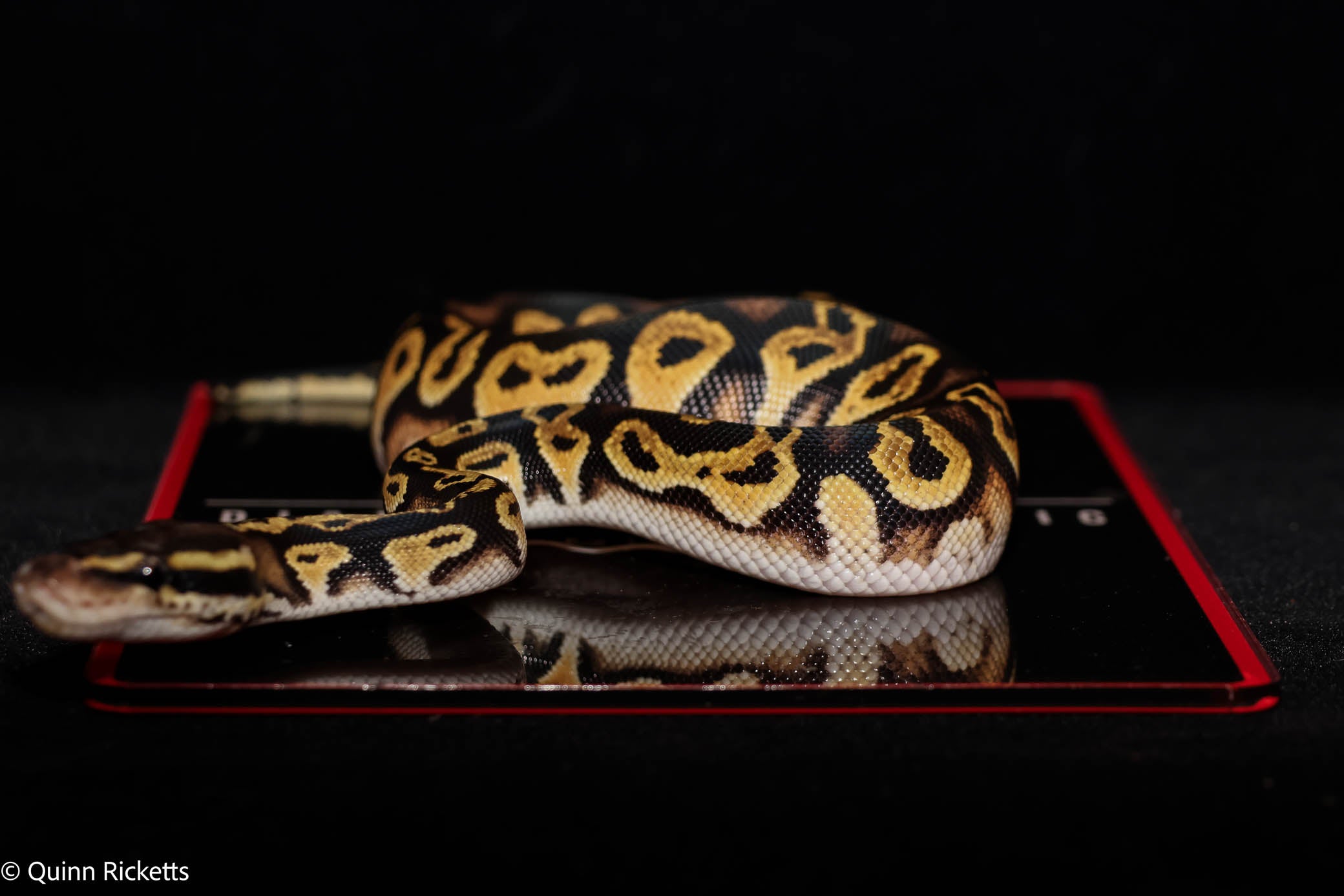 Bang Orange Dream YB Black Head Fire Pastel Het Clown