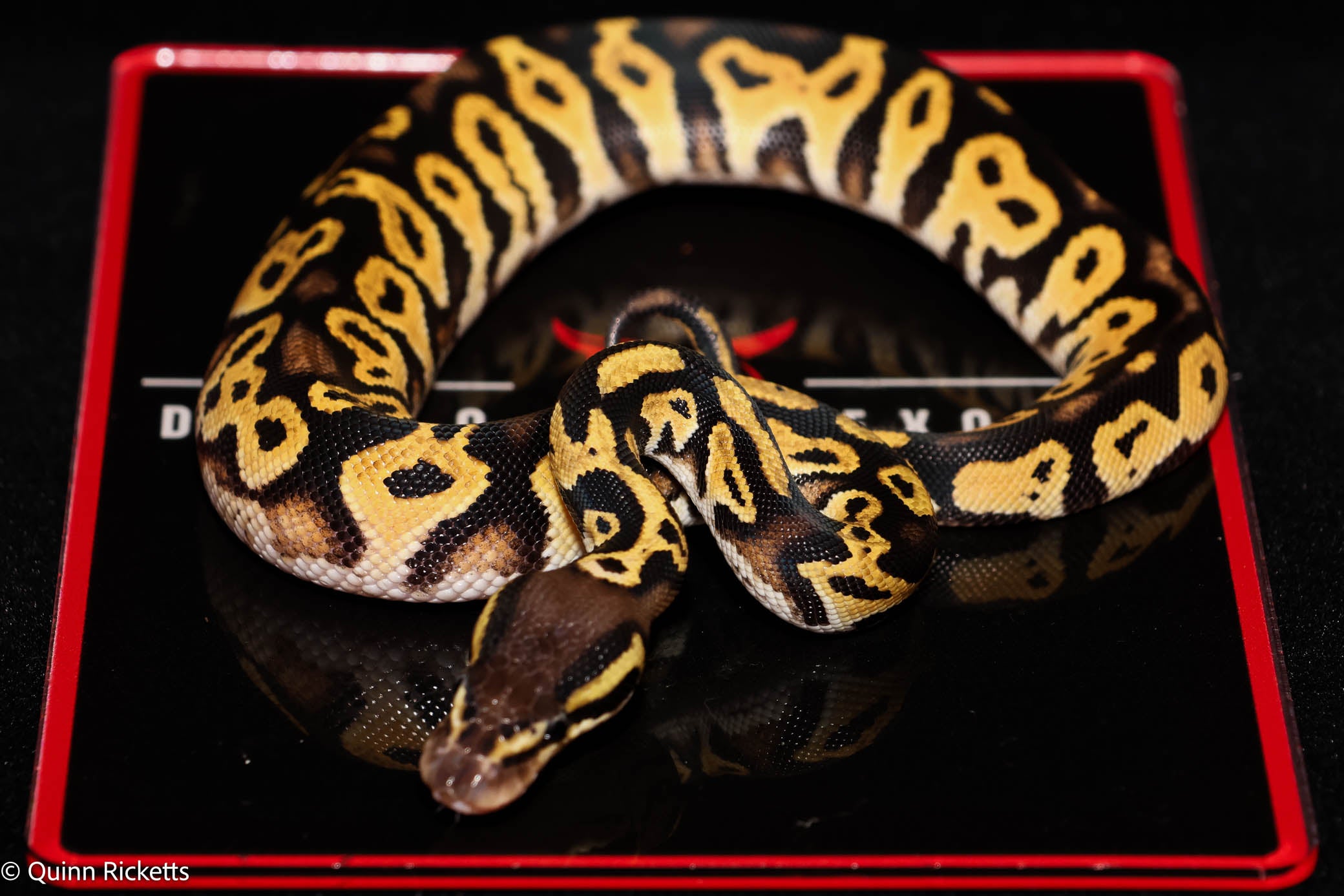 Bang Orange Dream Black Head Pastel Het Clown