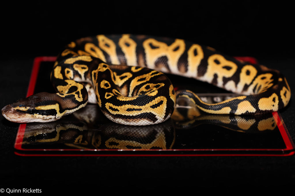 Bang Orange Dream Black Head Pastel Het Clown