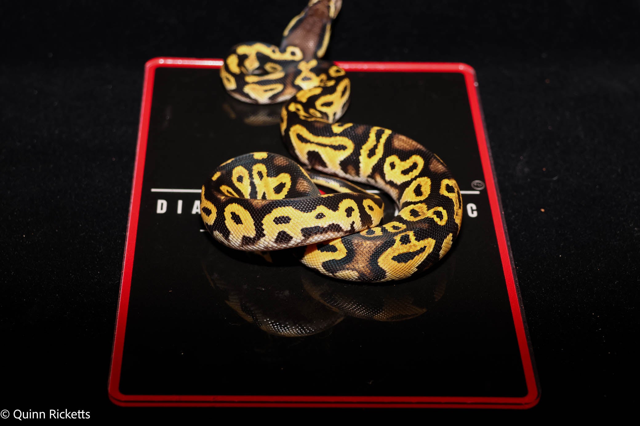 Bang Orange Dream Black Head Pastel Het Clown