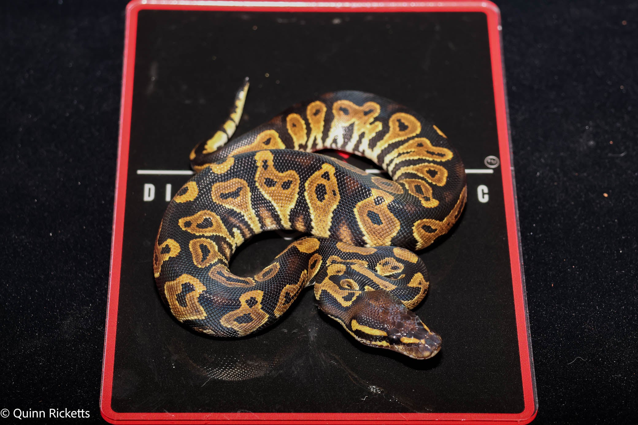 Bang Orange Dream YB Black Head Fire Pastel Het Clown