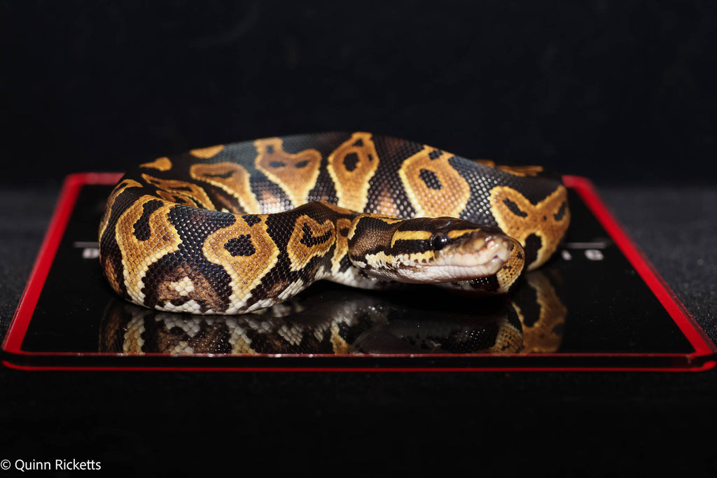 Bang Orange Dream YB Black Head Fire Pastel Het Clown