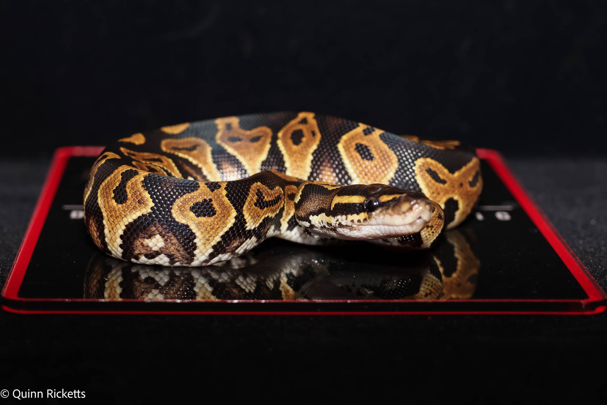 Bang Orange Dream YB Black Head Fire Pastel Het Clown