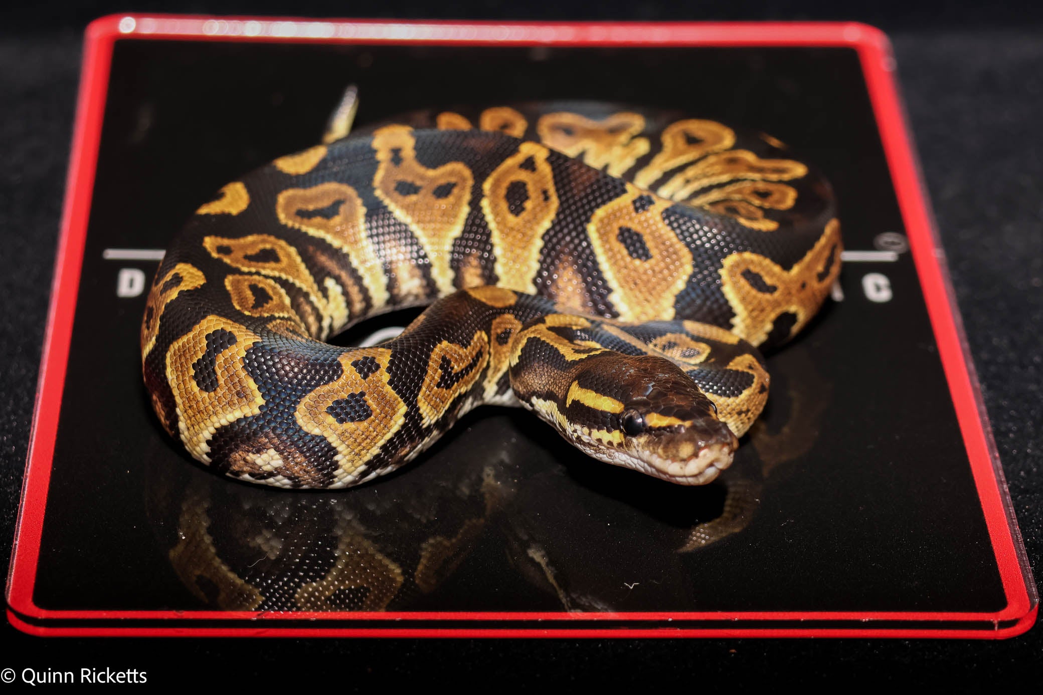 Bang Orange Dream YB Black Head Fire Pastel Het Clown