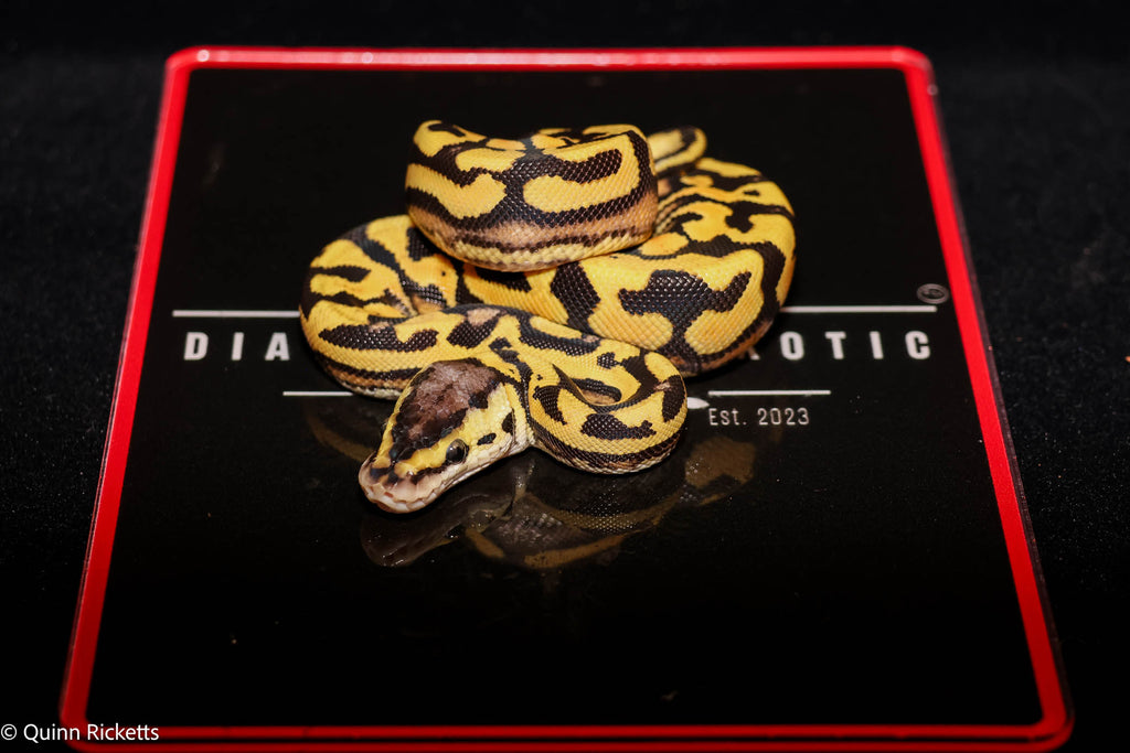 Puzzle Pastel YB  Het Piebald Het Candy