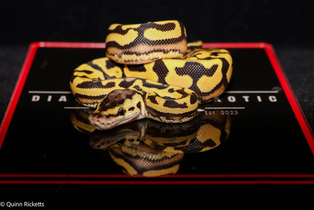 Puzzle Pastel YB  Het Piebald Het Candy