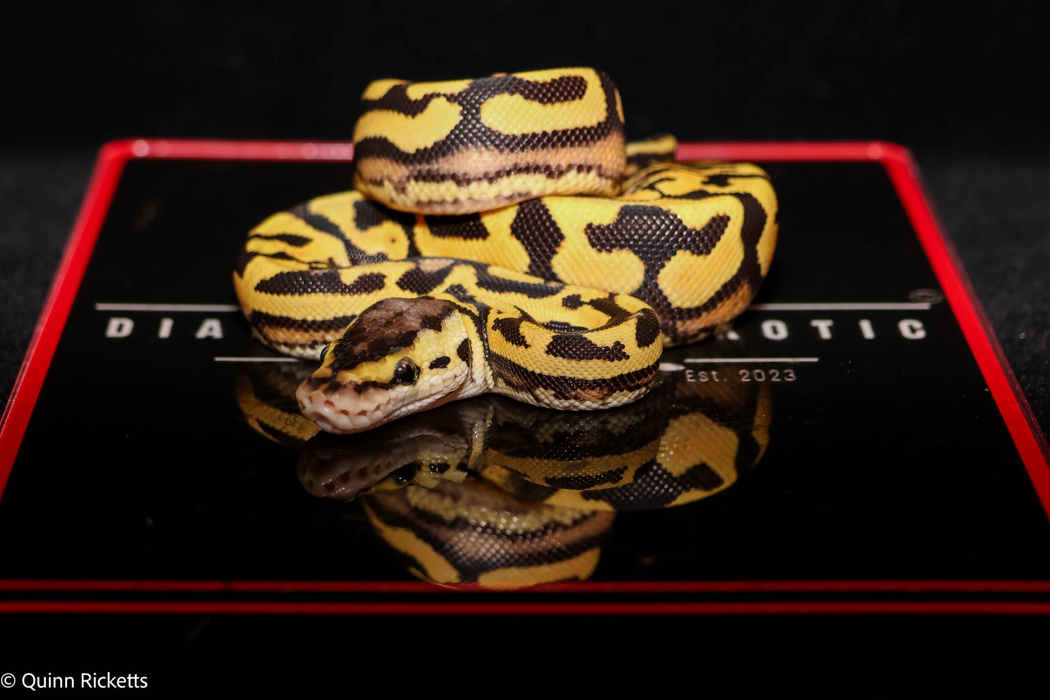 Puzzle Pastel YB  Het Piebald Het Candy