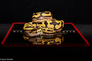 Puzzle Pastel YB Double Het Piebald, Candy