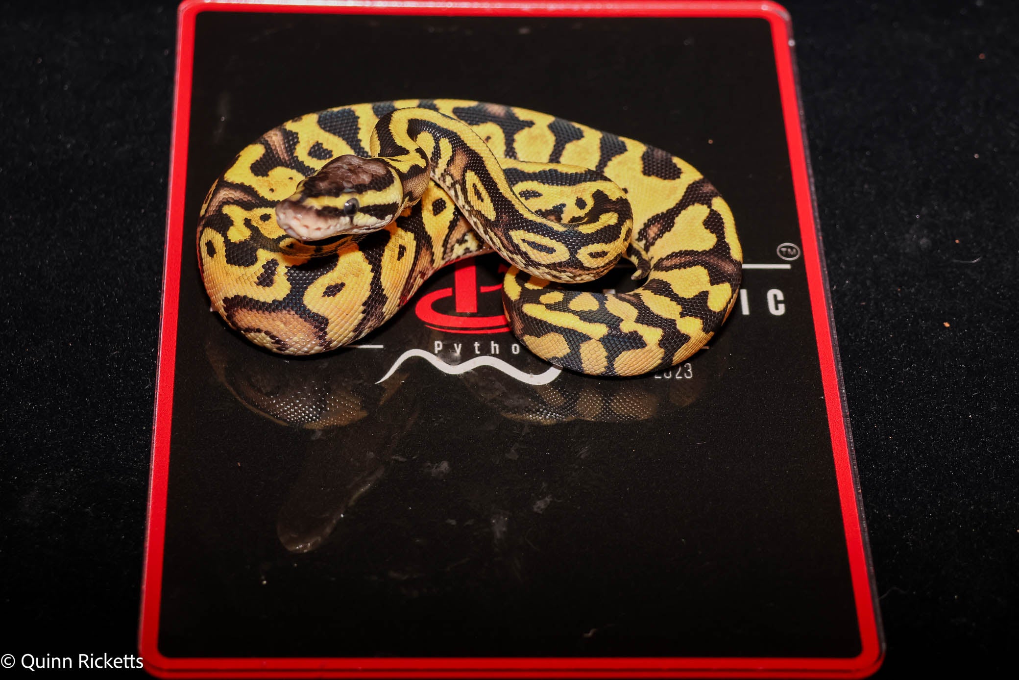 Puzzle Pastel YB Het Candy Het Piebald