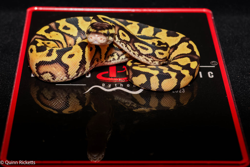 Puzzle Pastel YB Het Candy Het Piebald