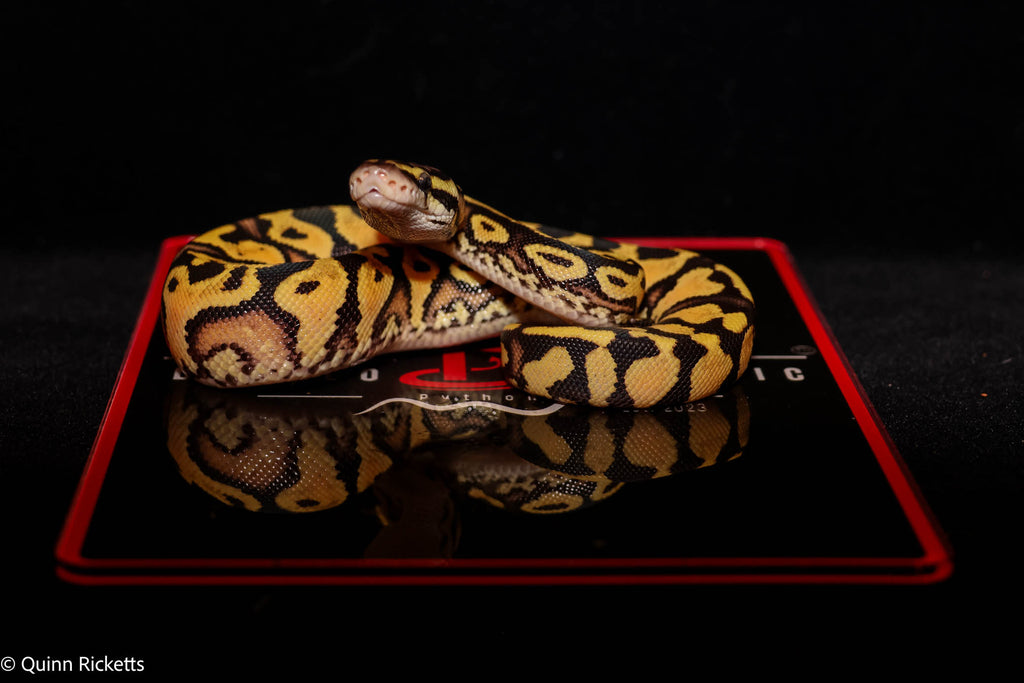 Puzzle Pastel YB Het Candy Het Piebald