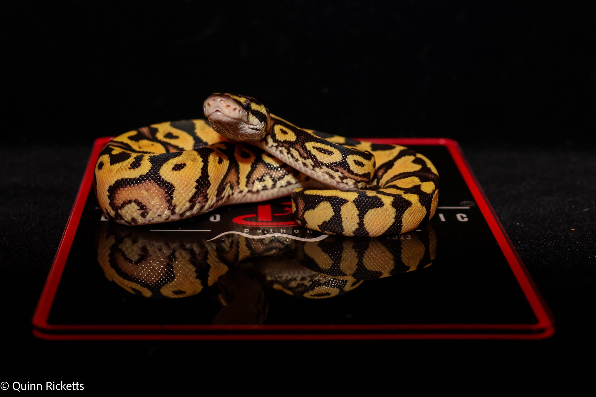 Puzzle Pastel YB Double Het Piebald, Candy