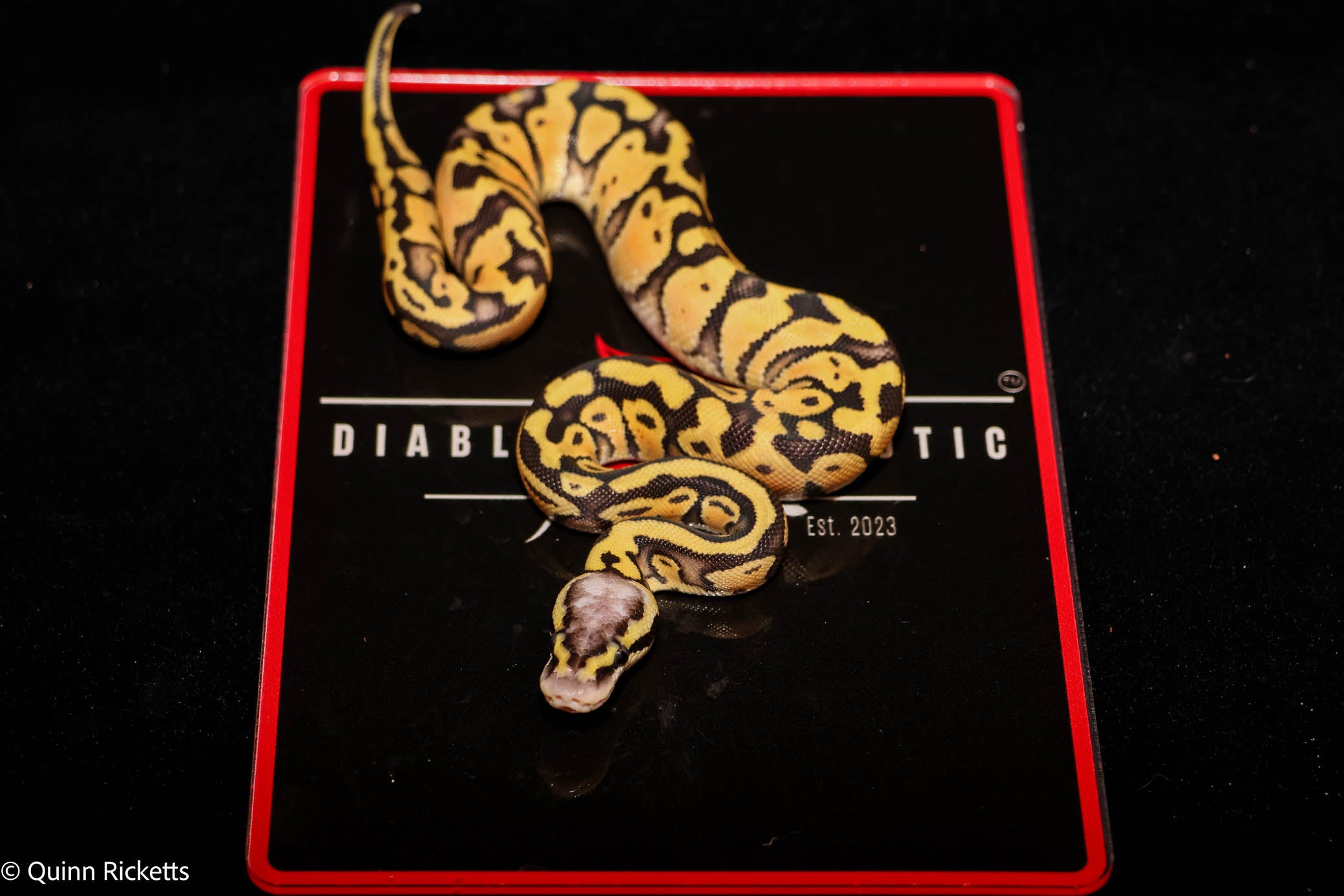 Puzzle YB Pastel Het Piebald Het Candy