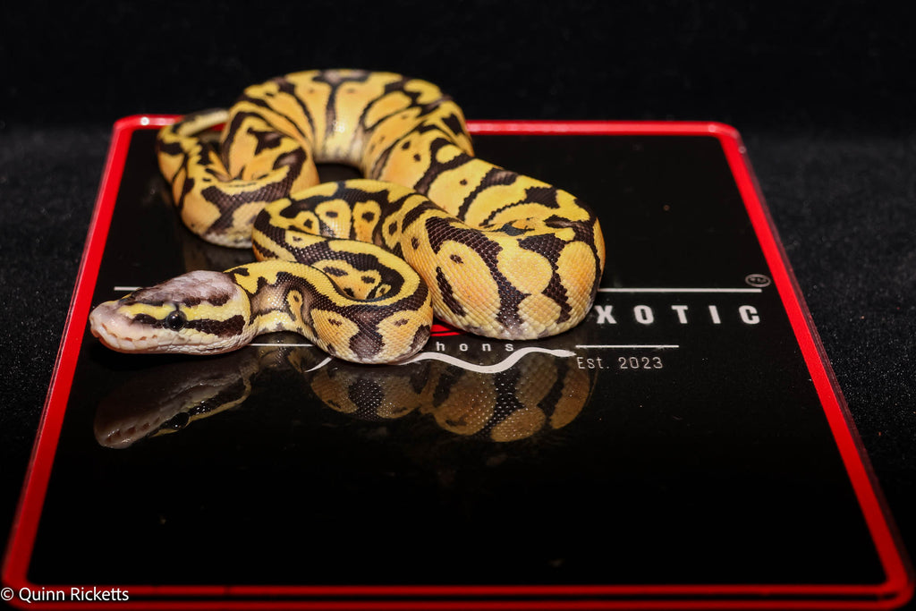 Puzzle YB Pastel Het Piebald Het Candy