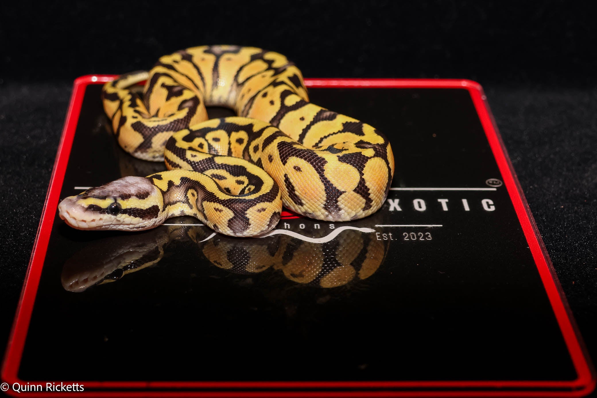 Puzzle YB Pastel Het Piebald Het Candy