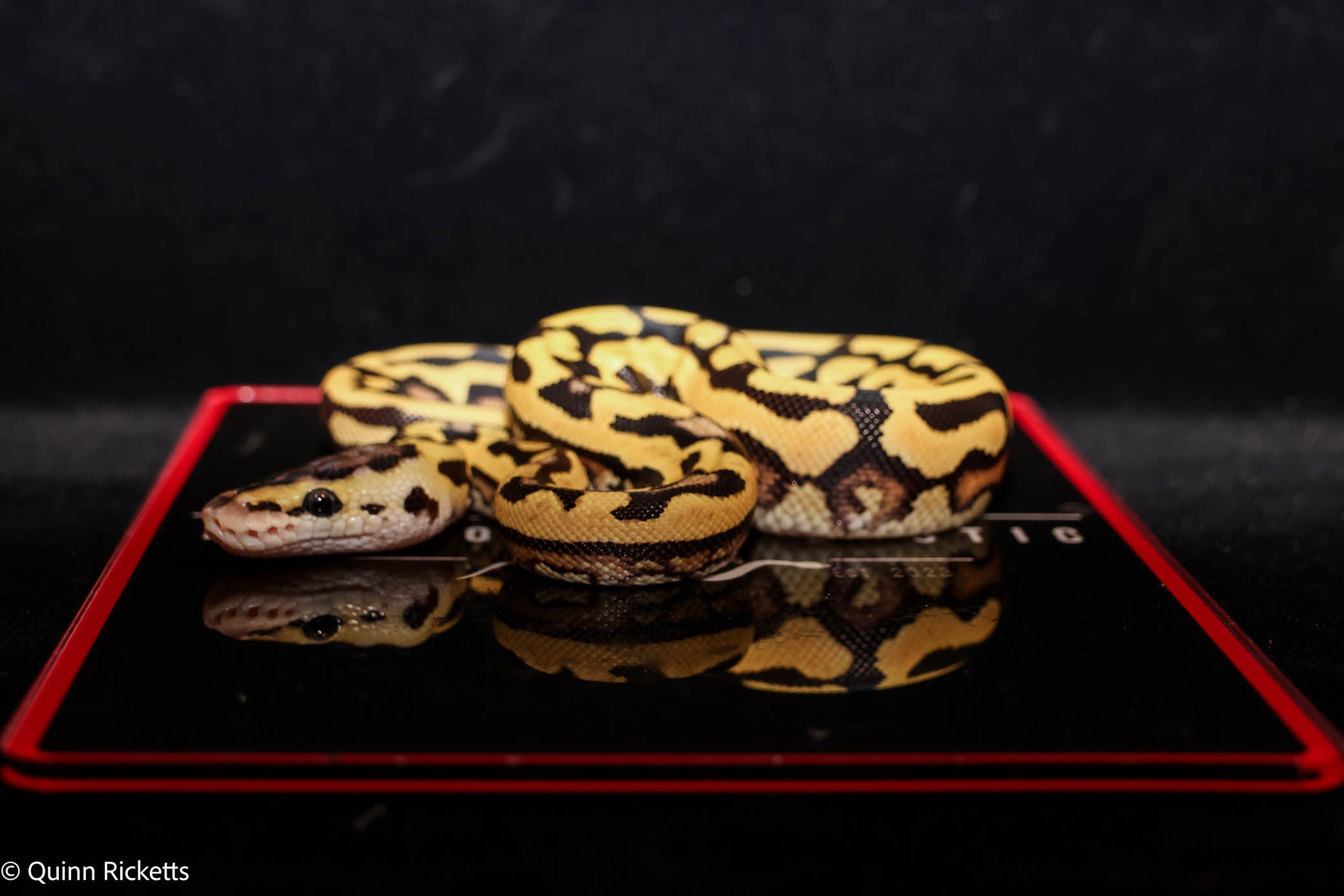 Puzzle YB Pastel Het Piebald Het Candy