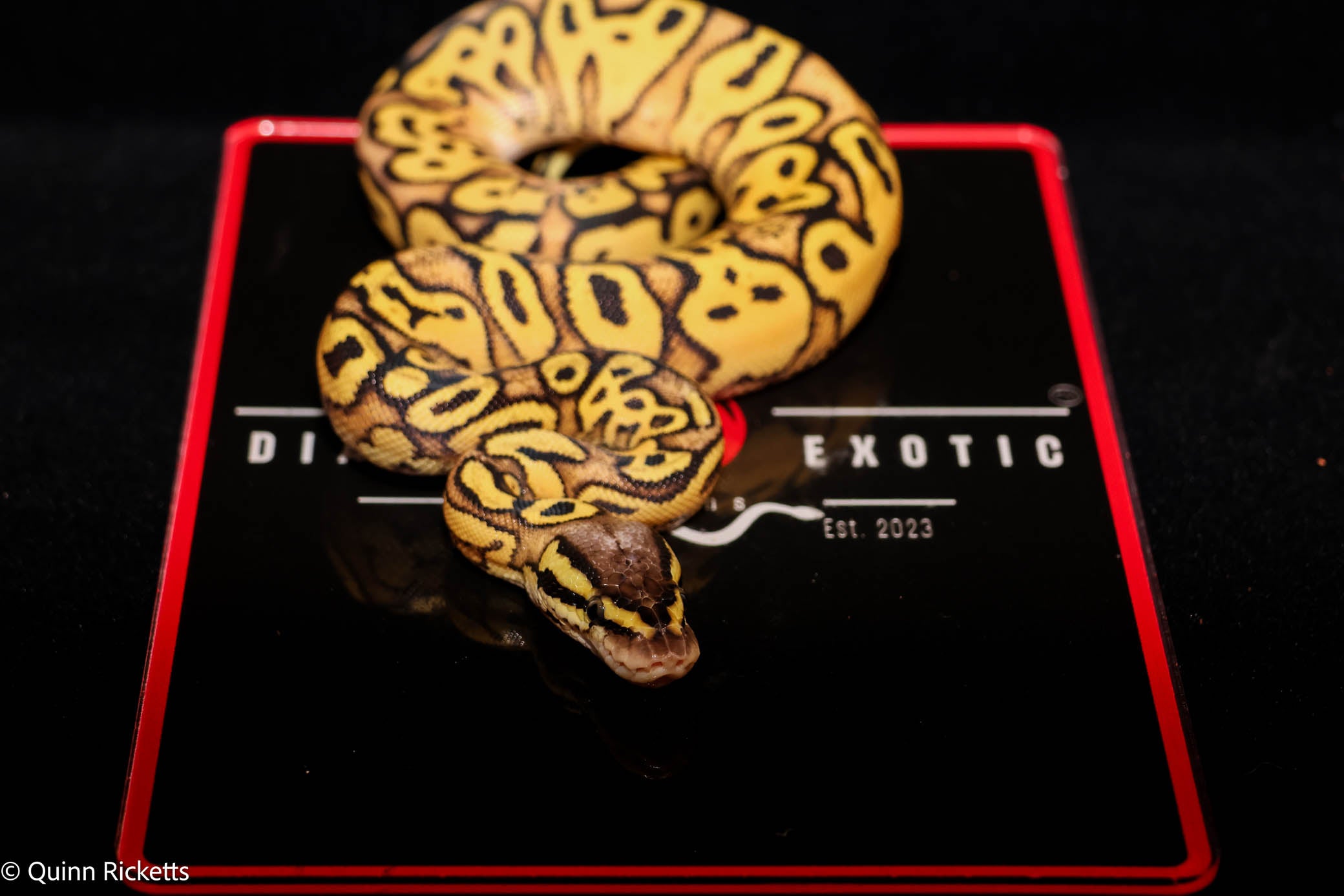 Bang Pastel Yellowbelly Het Clown Ball Python