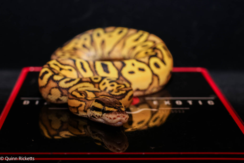 Bang Pastel Yellowbelly Het Clown Ball Python