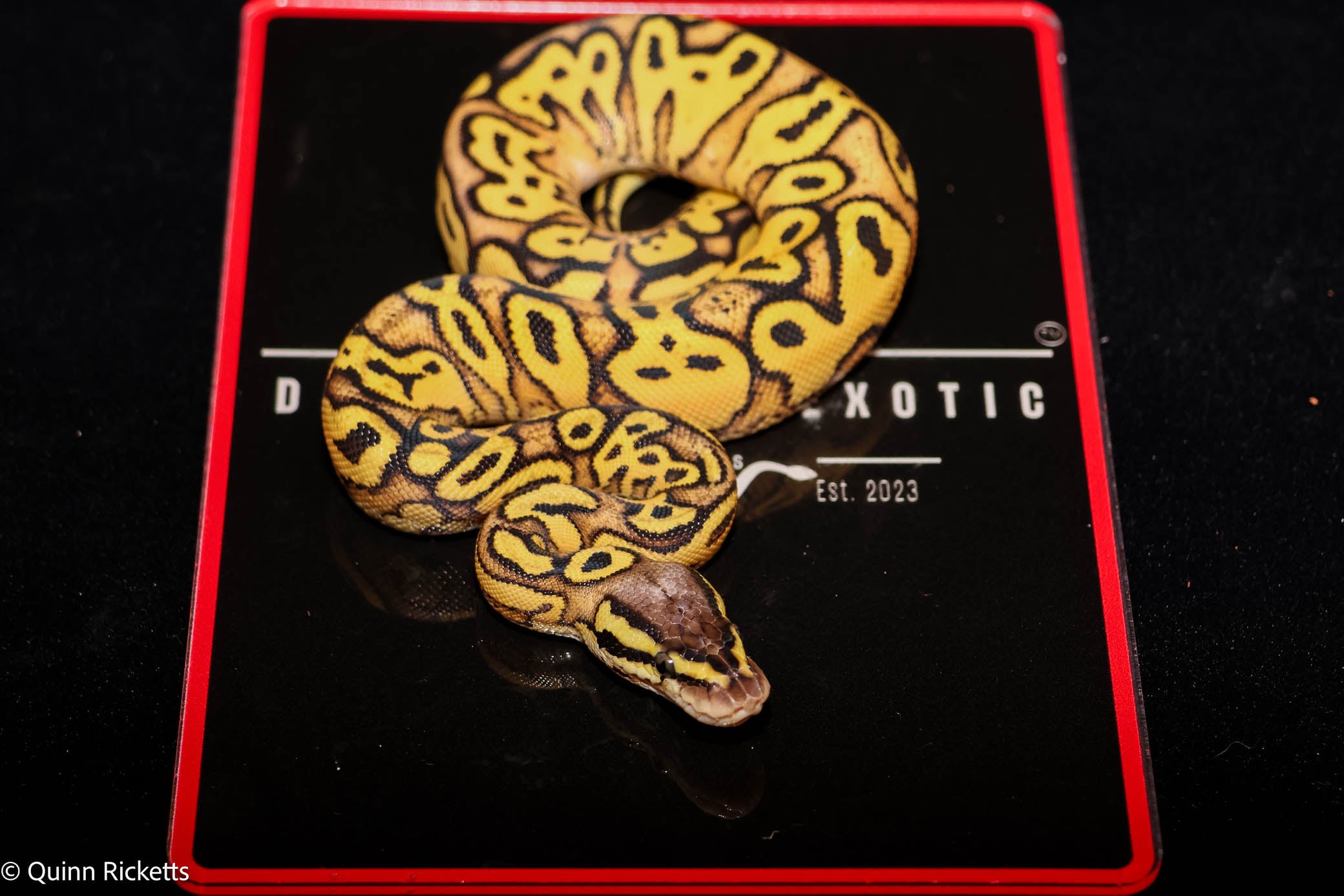 Bang Pastel Yellowbelly Het Clown Ball Python
