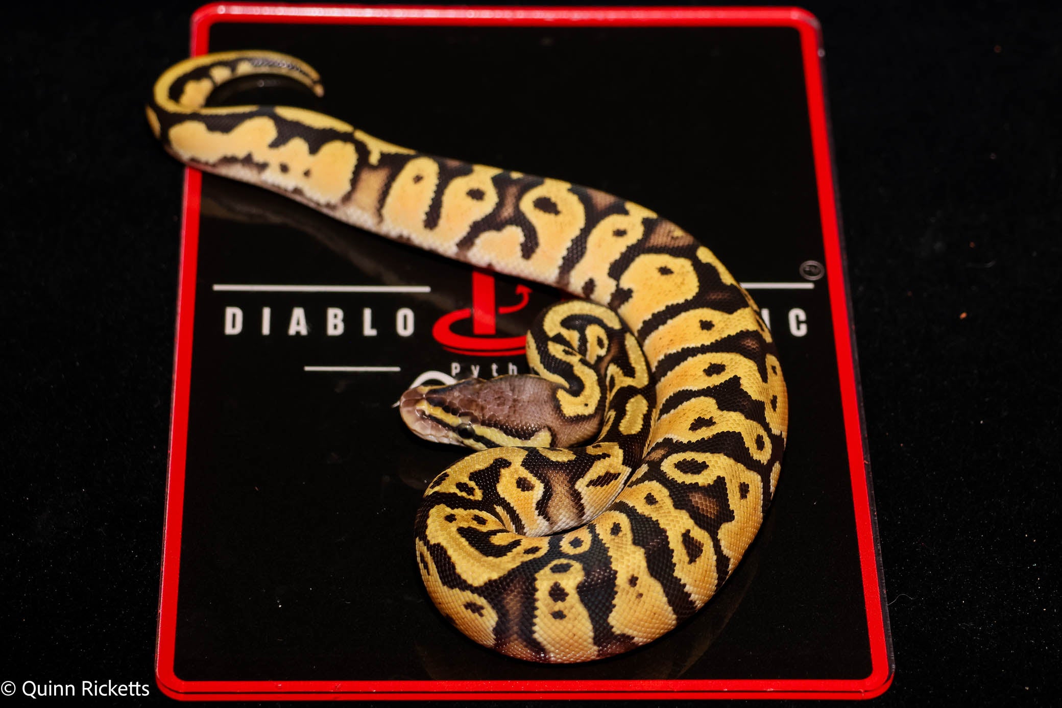 Fire or Vanilla Orange Dream YB Hurricane Leopard Het Desert Ghost Het Piebald